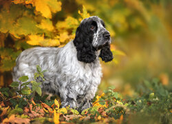 Biało-czarny cocker spaniel angielski