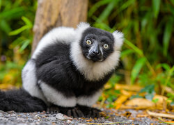 Biało-czarny lemur
