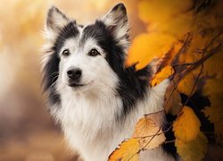 Biało-czarny pies przy gałązce z jesiennymi listkami