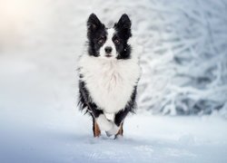 Biało-czarny, Pies, Border collie, Śnieg