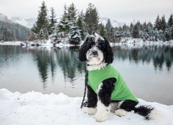 Biało-czarny pies w zielonym ubranku