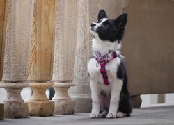 Szczeniak, Border collie, Szelki