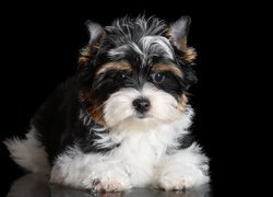 Szczeniak, Czarno-biały, Yorkshire terrier