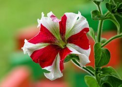 Biało-czerwona petunia