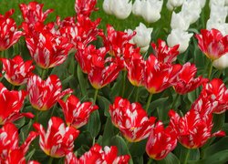 Kwiaty, Tulipany, Biało-czerwone