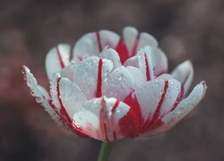 Biało-czerwony tulipan z kropelkami rosy