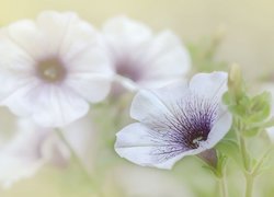 Biało-fioletowa petunia