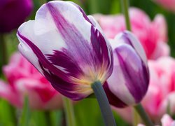 Biało-fioletowe tulipany na rozmytym tle
