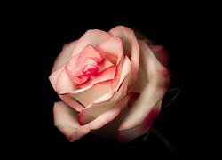 Biało-różowa róża na czarnym tle