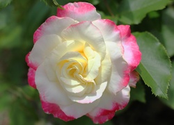 Biało-różowa róża z listkami