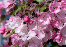 Biało-różowe kwiaty drzewa owocowego