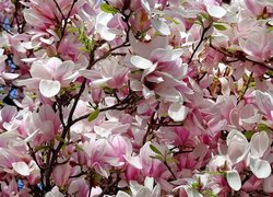 Biało-różowe, Magnolie, Kwiaty, Gałązki