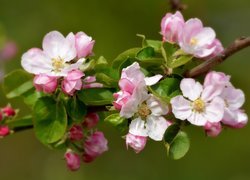 Biało-różowe kwiaty na gałązce drzewa owocowego