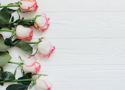 Biało-różowe róże na białych deskach