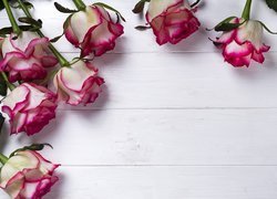 Biało-różowe róże na deskach
