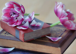 Biało-różowe tulipany i płatki na książkach