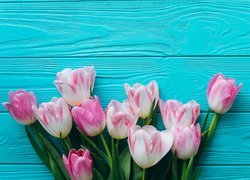 Biało-różowe tulipany na niebieskich deskach