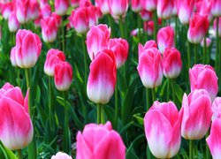 Biało-różowe tulipany na plantacji