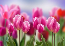Biało-różowe tulipany na rozmytym tle