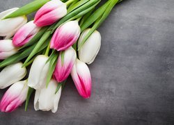 Biało-różowe tulipany na szarym tle