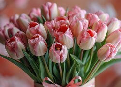 Bukiet, Biało-różowe, Tulipany