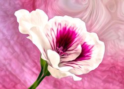 Biało-różowy kwiat