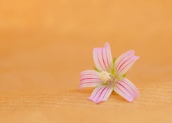 Biało-różowy, Kwiat, Makro