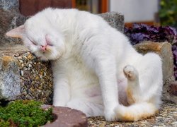 Biało-rudy kot na kamieniach