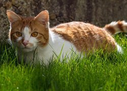 Biało-rudy kot na trawie