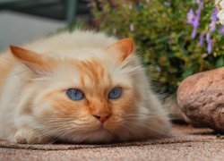 Biało-rudy kot obok kamieni