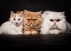 Biało-rudy kot, rudy kot egzotyczny i biały kot perski