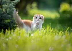 Biało-rudy kot szkocki zwisłouchy
