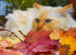 Biało-rudy kot w kolorowych liściach