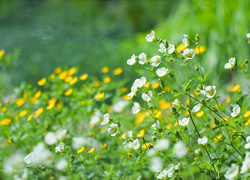 Biało-żółta łąka kwiatowa