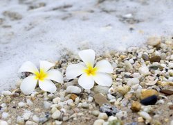 Biało-żółte kwiaty plumerii na kamieniach