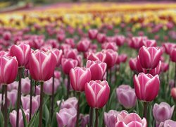 Białoróżowe, Tulipany, Pole