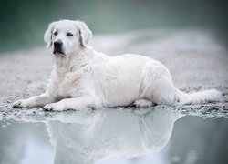 Leżący, Pies, Golden retriever, Kałuża