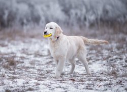 Biały golden retriever z zabawką w pysku