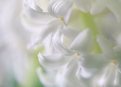 Kwiat, Biały, Hiacynt, Makro