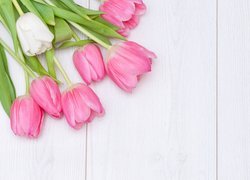 Biały, Różowe, Tulipany, Deski