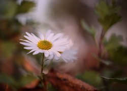 Biały jesienny aster