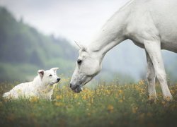 Biały koń i biały owczarek szwajcarski