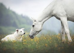 Biały, Koń, Pies, Biały owczarek szwajcarski