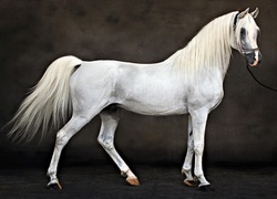 Biały koń na ciemnym tle