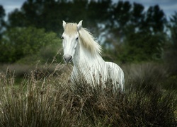 Biały, Koń, Trawa