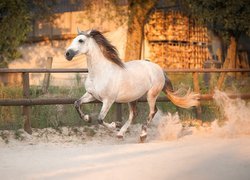 Koń, Ogrodzenie, Drzewa, Galop