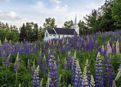 Kościół, Drzewa, Łubin, Miejscowość Vik i Myrdal, Gmina Myrdalshreppur, Islandia