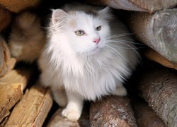 Biały kot między kawałkami drewna