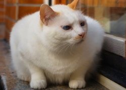 Biały kot na parapecie