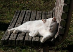 Biały kot śpiący na ławce
